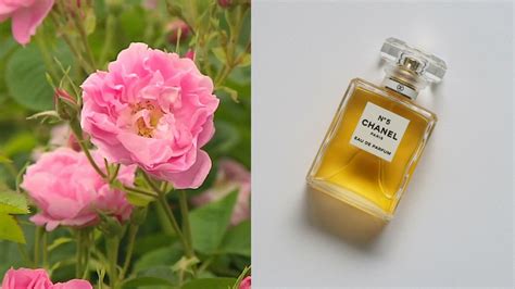 chanel nr 5 chemical|Chanel no 5 ingredients.